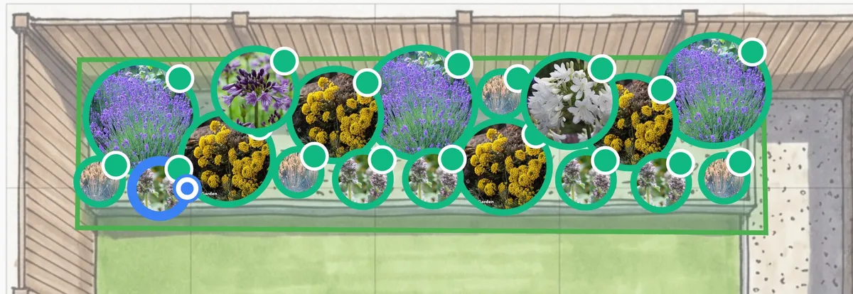 The completed Mediterranean border showing lavender, blue fescue, agapanthus, and silver groundcover
