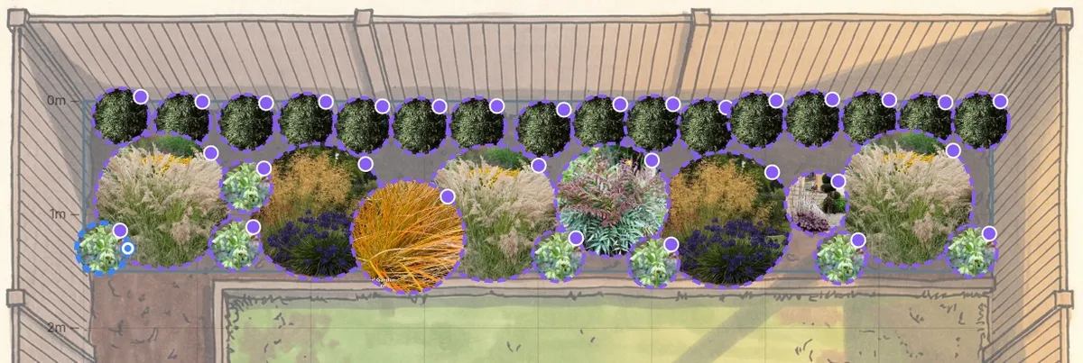 The completed back fence border with layered planting of junipers, grasses, mahonia, hellebores, and heuchera