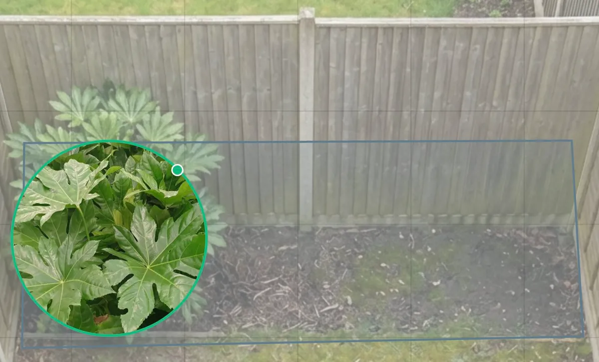 Bare north-facing border with only a single Japanese aralia (Fatsia japonica) against a wooden fence