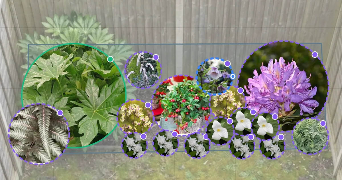 The transformed shady border now filled with layered plantings including rhododendron, ferns, hebes, and Japanese anemones