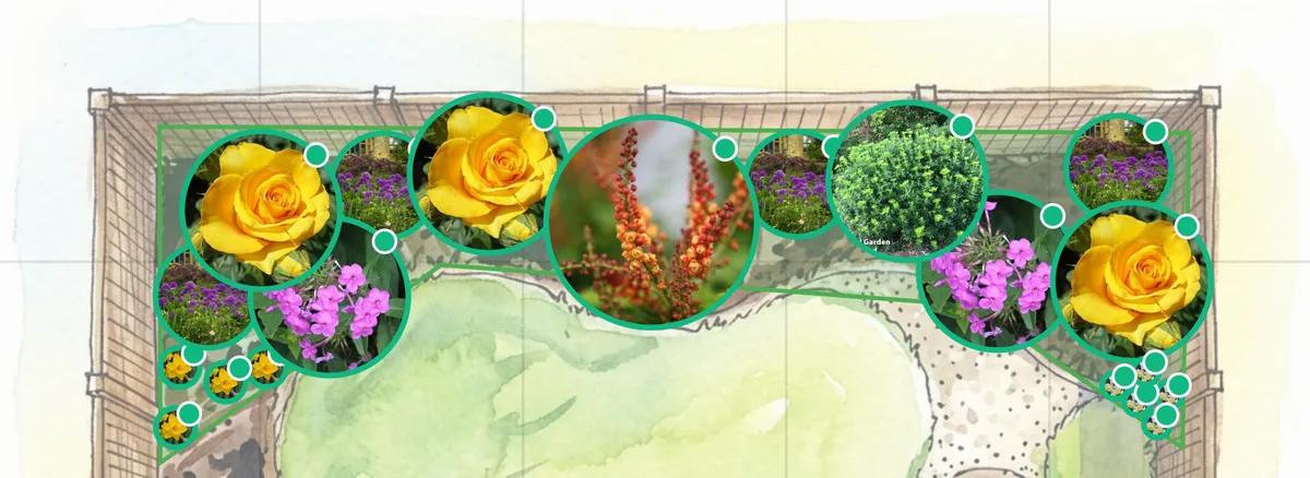 The completed cottage border showing layered planting with roses, alliums, phlox, and evergreen shrubs